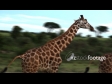 Giraffe 2 1246